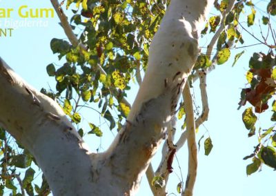 deciduous eucalyptus leaves Top End Northern Territory