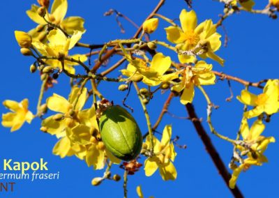 yellow kapok cochlospermum fraseri flowers leafless