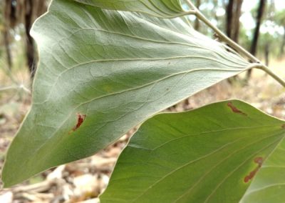 grey furry leaves phyllodes Top End Northern Territory