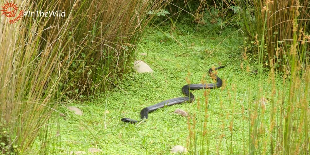 Wildlife East Gippsland January 2018 Red-bellied Black Snake