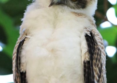 ninox rufa chick cute owlet
