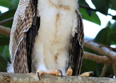 rufous owlet eyes closed cute
