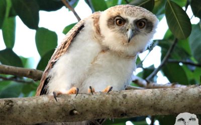 The growth of a Rufous Owlet in pictures