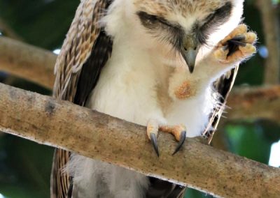 rufous owl chick preening