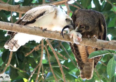 rufous owlet adult sharing mammal prey