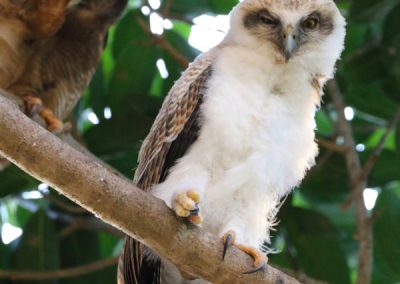 rufous owl chick 2018 Darwin