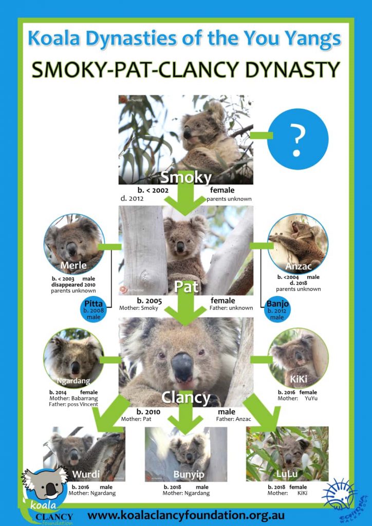 koala dynasties family trees