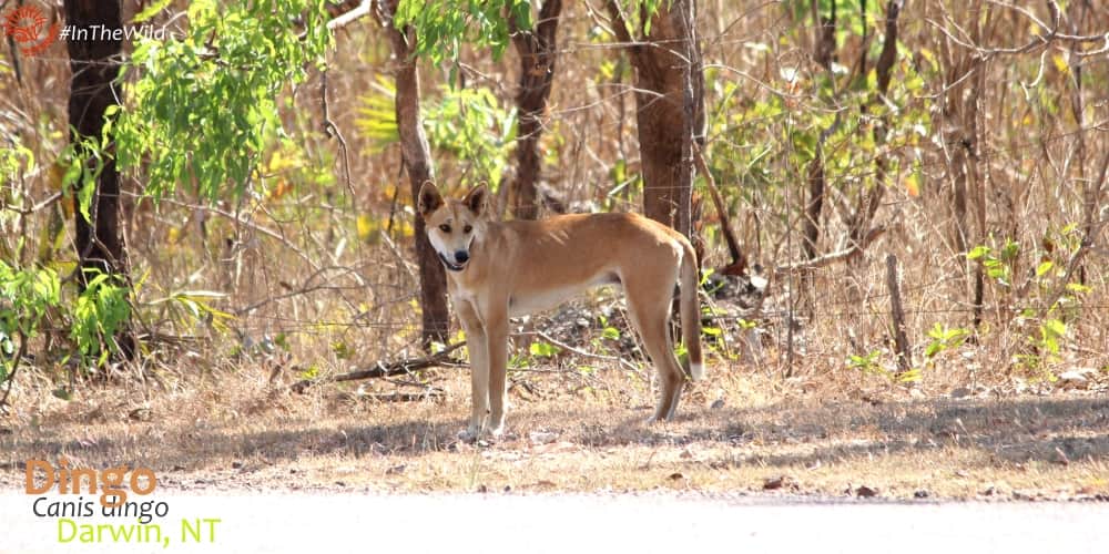 australian animals dingo