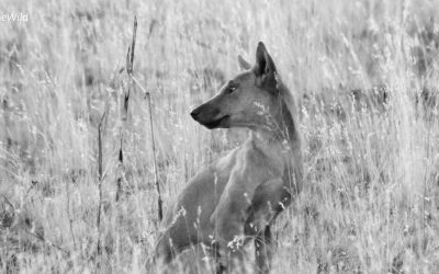 I’m a Dingo: don’t call me a dog!