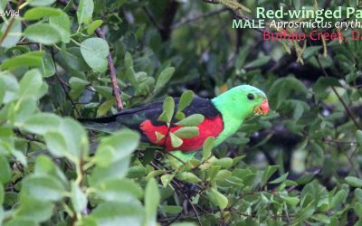 5 Amazing Facts: Red-Winged Parrots of northern Australia