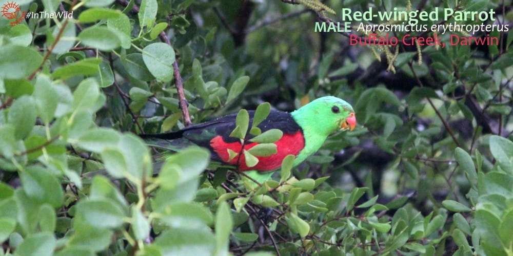 5 Amazing Facts: Red-Winged Parrots of northern Australia