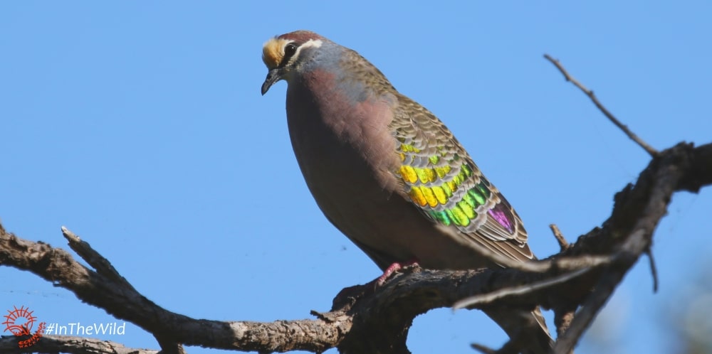 bronzewing pigeon metallic wings