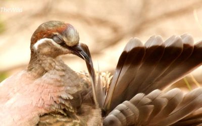 Bronzewing Pigeons: the art of Powder Down