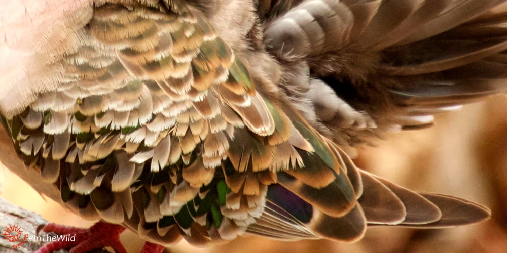 bronzewing pigeon feathers