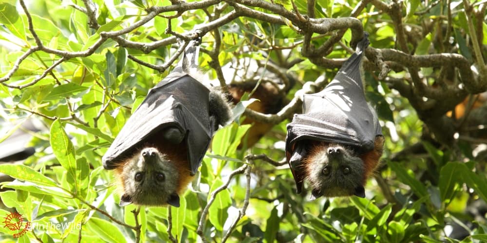 Flying-foxes: a must-see in Bairnsdale
