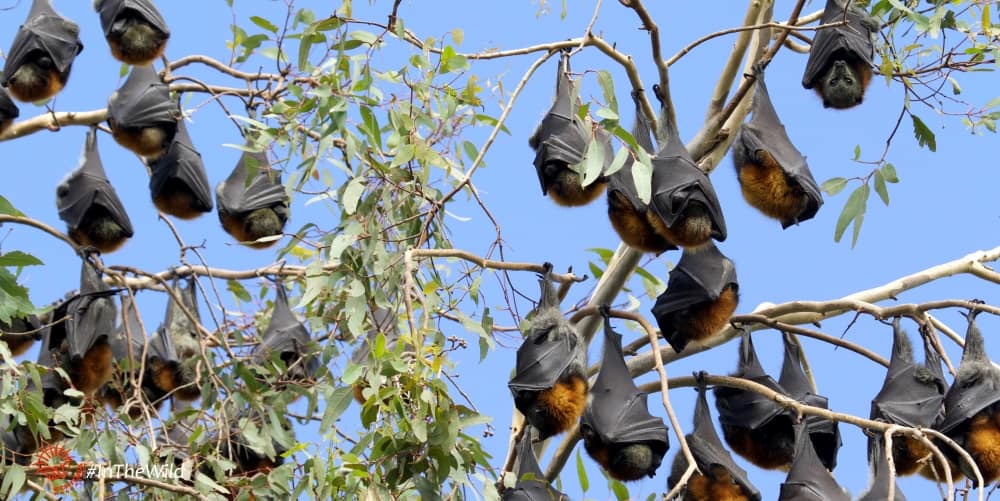 colony of Flying-foxes Bairnsdale