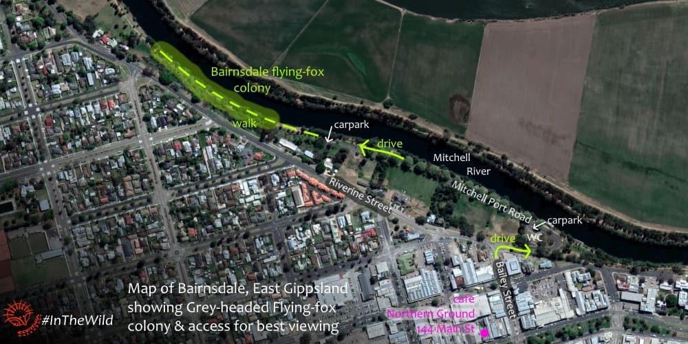 map of where to see flying-foxes in Bairnsdale