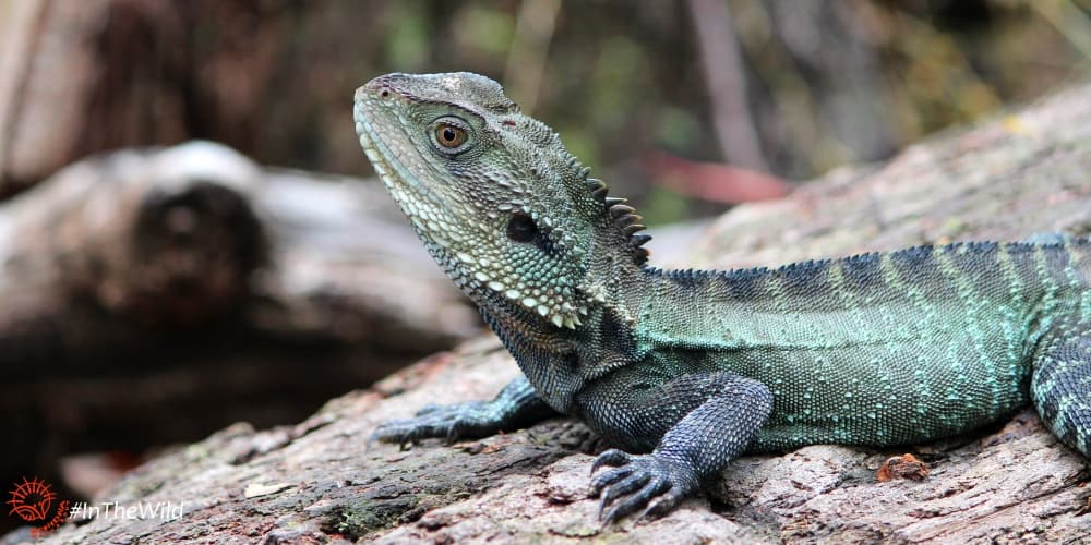 adventure with Gippsland Water Dragon