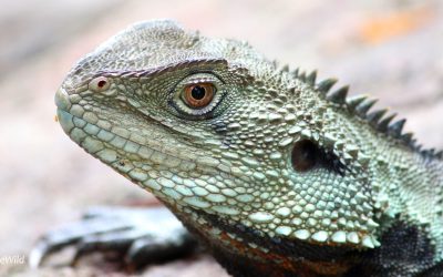 5 Fun Facts about the Gippsland Water Dragon