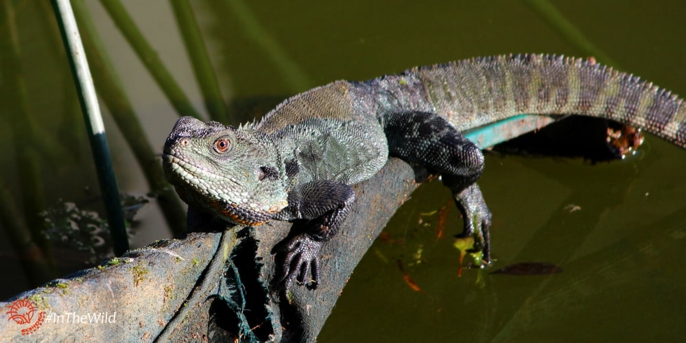 adventure with Gippsland Water Dragon