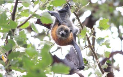 Flying-foxes: A must-see in Bairnsdale.