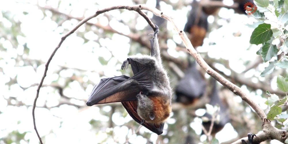 Flying-fox fruit bat Bairnsdale East Gippsland