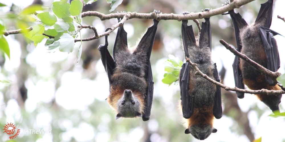 Flying-foxes Bairnsdale