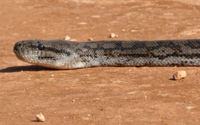 Rare reptile sighting on Mungo Outback Journey Australia
