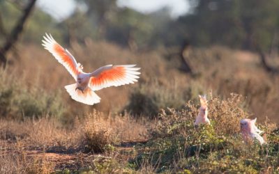 See the world’s most beautiful cockatoo