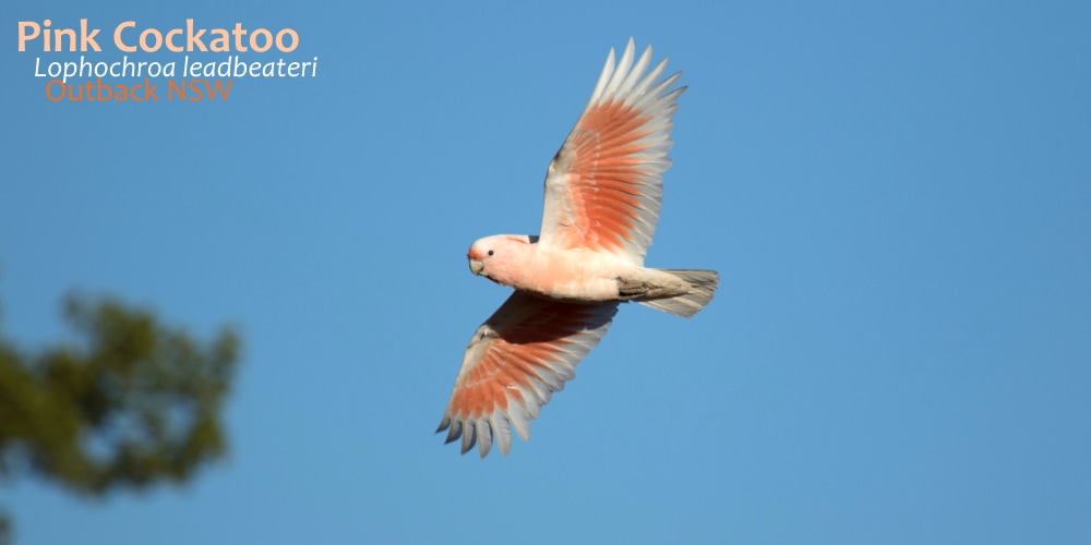 most beautiful pink cockatoo flying.