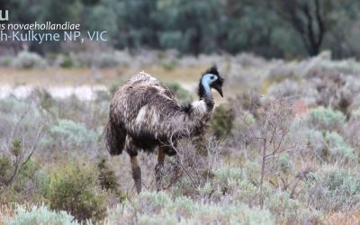 5 Amazing Facts about the Emu of Outback Australia