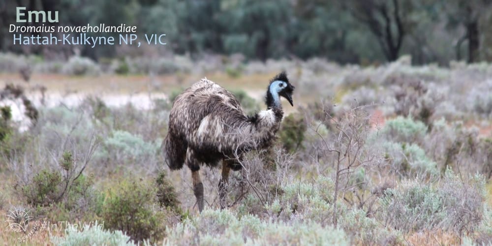 5 Amazing Facts about the Emu of Outback Australia