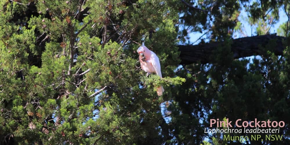 beautiful pink parrot feeding in Callitris