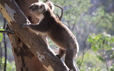 Koala climbing, part 3: Style