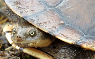 5 Amazing Facts about Eastern Snake-Necked Turtles