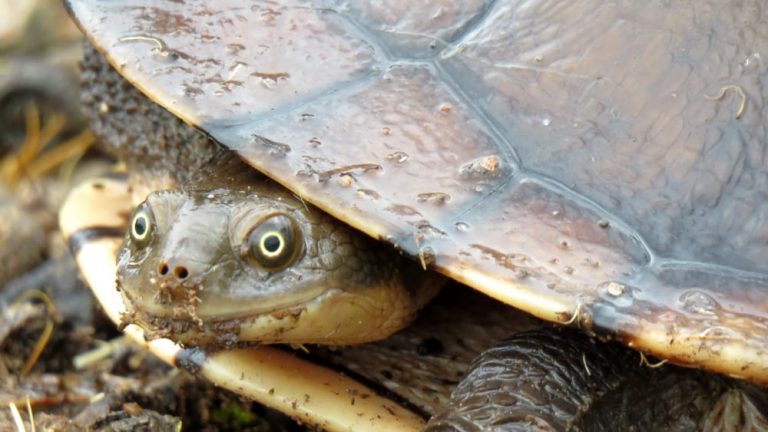 5 Amazing Facts: Snake-necked Turtle Great Ocean Road | Echidna ...