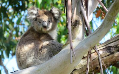 Different forests, different koalas