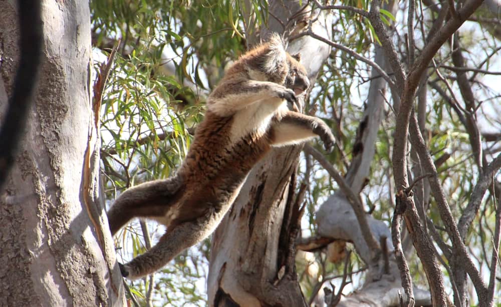 wild koala jumping flying