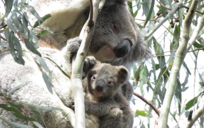 Wild Koala Day: our favourite images of the year