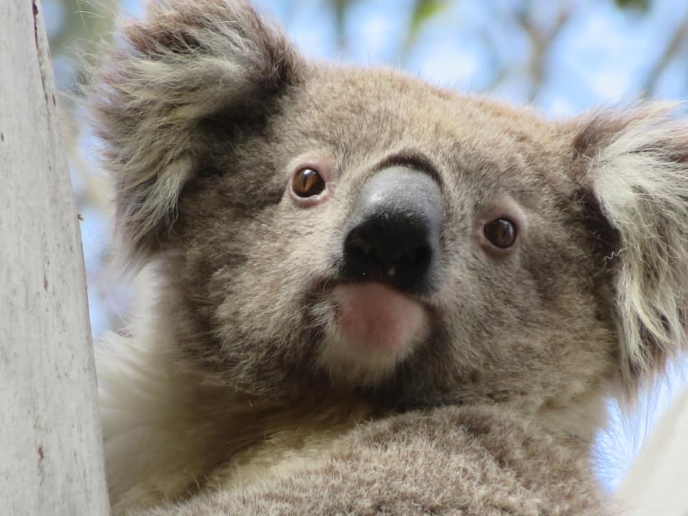 To celebrate Wild Koala Day 2023 I was lucky to spot this girl Thought she  looked familiar and turns out she is Floof's Mum who came in