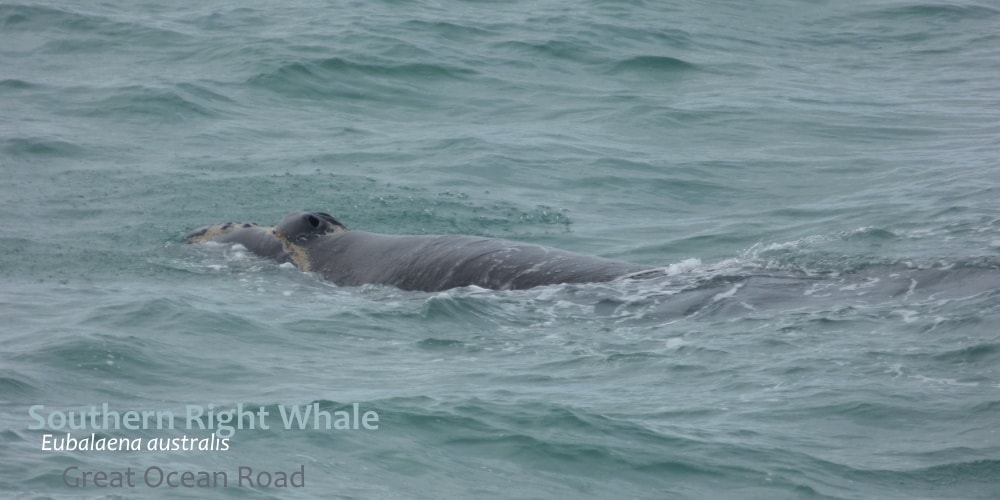 identify southern right whale