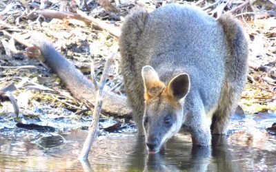 Seeing Great Ocean Road wildlife in rainy season