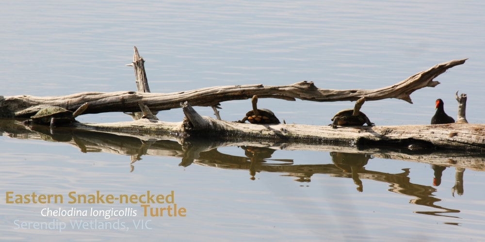 Turtles on log Serendip Wetlands, Melbourne