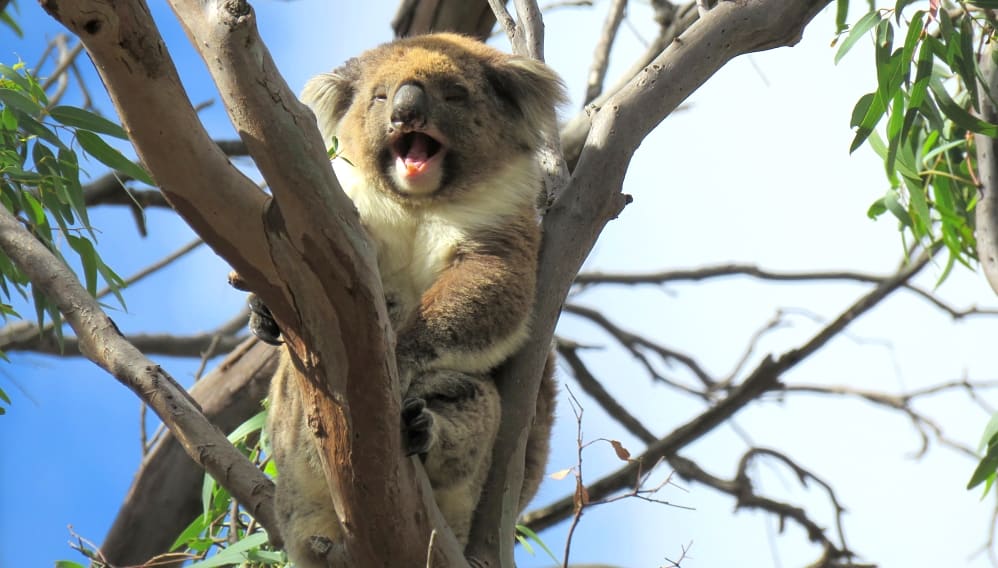 To celebrate Wild Koala Day 2023 I was lucky to spot this girl