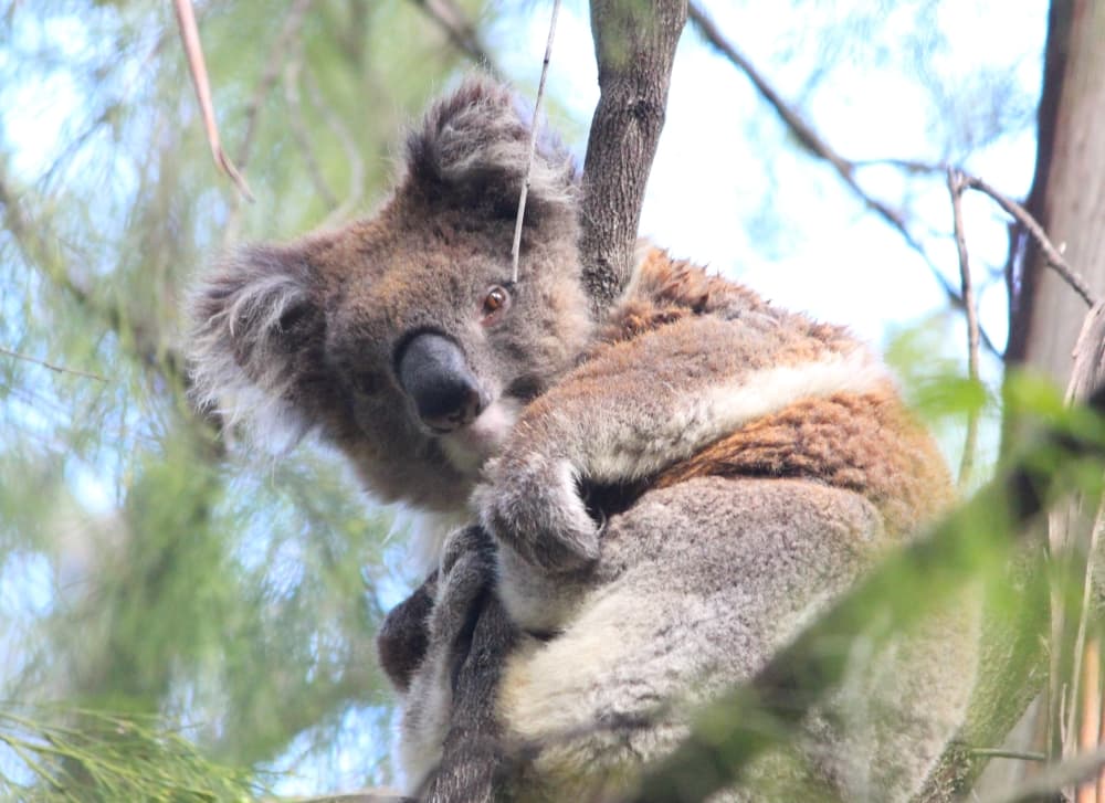 help koalas bushfires