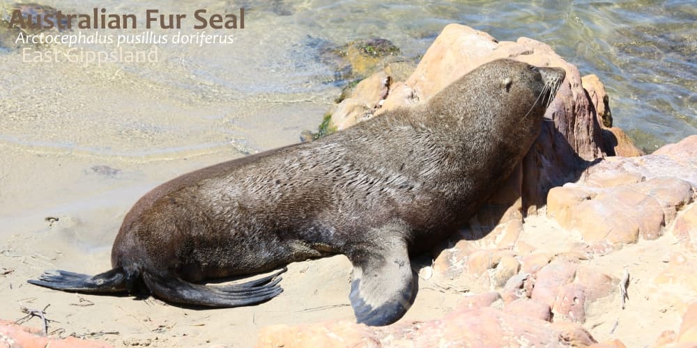 Fur Seal facts furry when dry