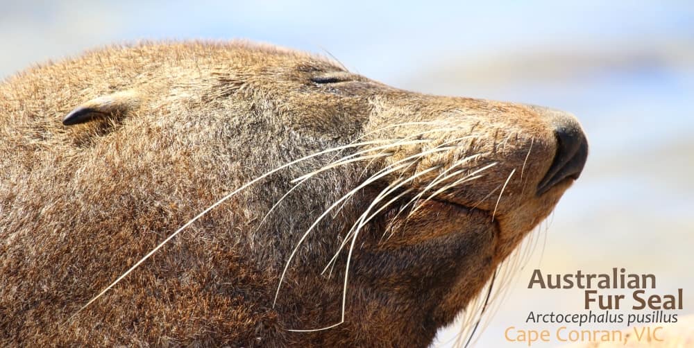 Australian Fur Seals have ears