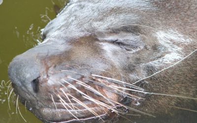 5 Amazing Facts: Australian Fur Seals