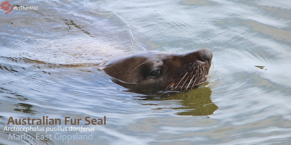 Fur Seal encounter Marlo East Gippsland