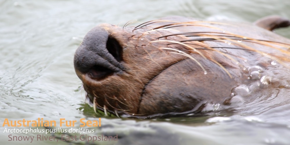 Fur Seal nose and whiskers encounter